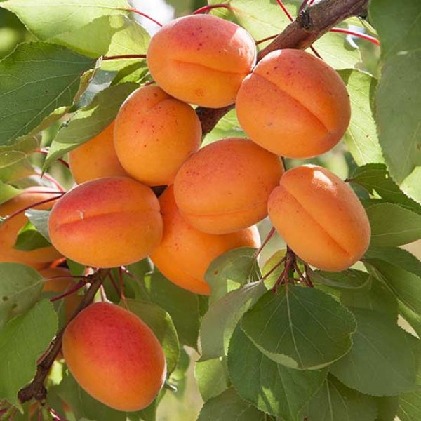 Apricot " Flavorcot  " Exotic 5 Fruit Seeds