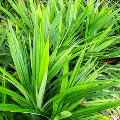 Rambha Cheera ( Pandanus amaryllifolius ) Medicinal Plant