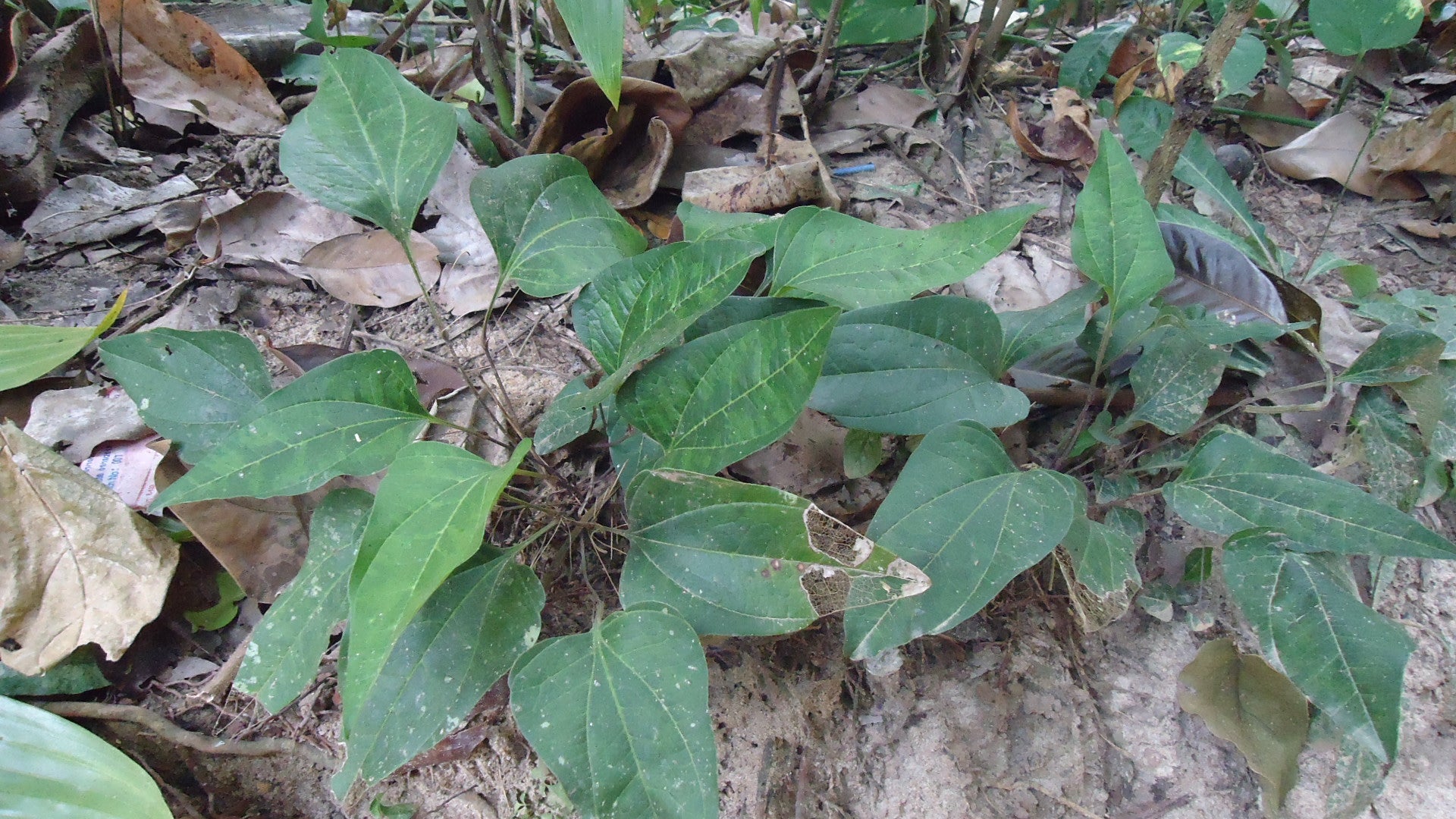 Arogyapacha ( Trichopus zeylanicus ) Medicinal Plant