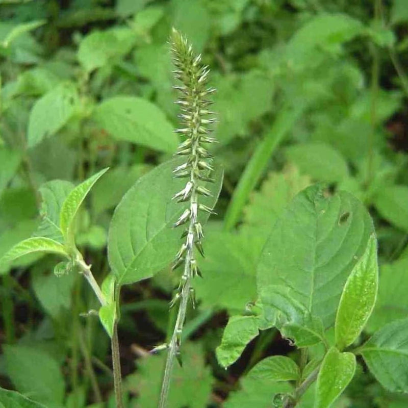 Kadaladi ( Achyranthes aspera ) Medicinal Plant