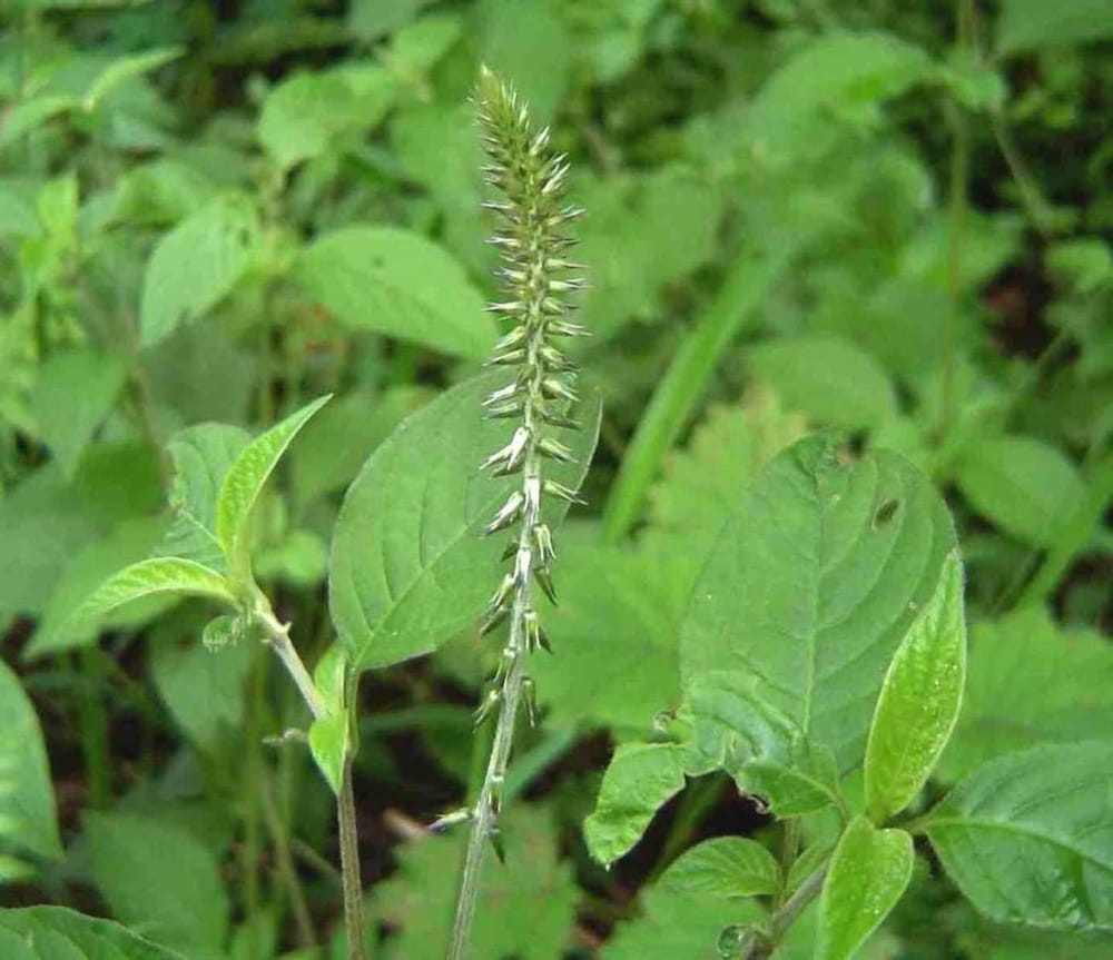 Kadaladi ( Achyranthes aspera ) Medicinal Plant