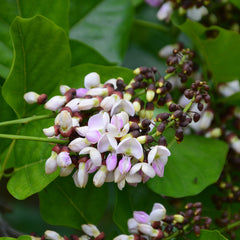 Ungu ( Pongamia Pinnata ) Medicinal Plant