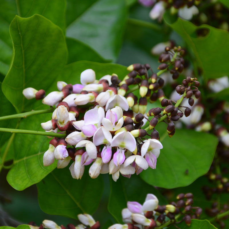 Ungu ( Pongamia Pinnata ) Medicinal Plant