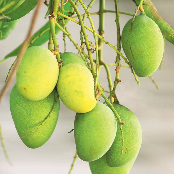 Mango - Priyoor - Fruit Plant