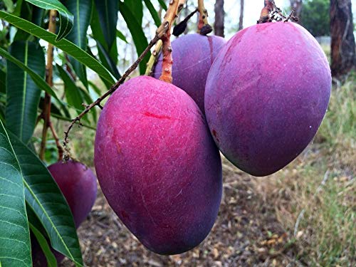 Mango - Purple - Fruit Plant