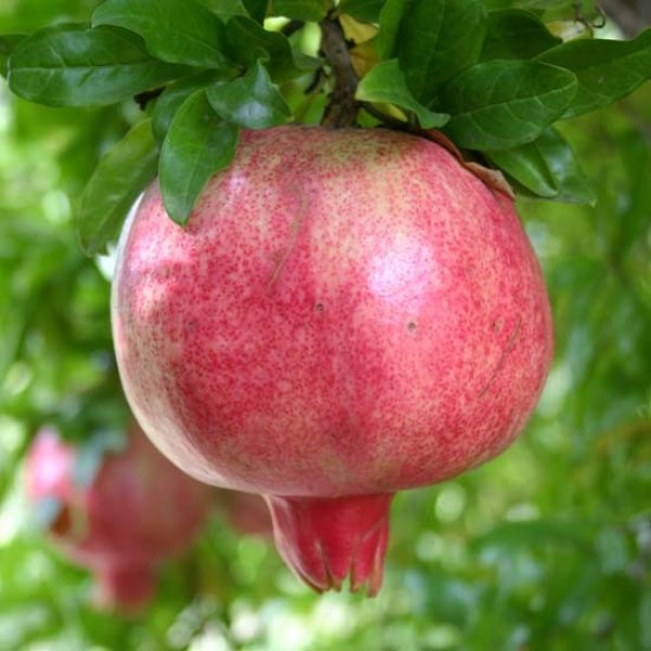 Pomegranate " Provence  " Exotic 20 Fruit Seeds