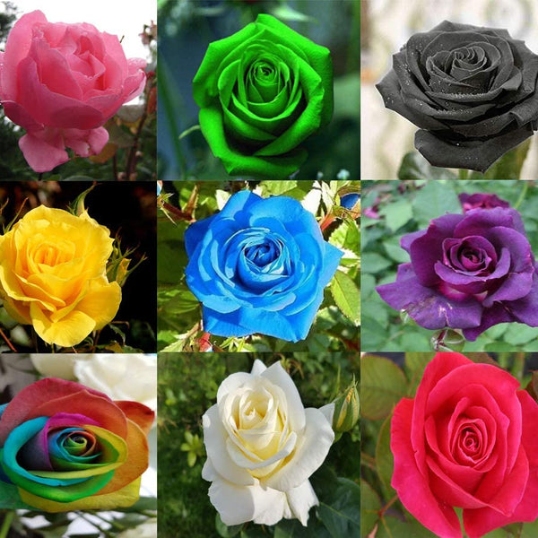 Rose 