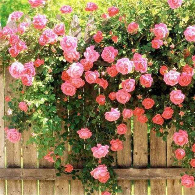 Rose " Pink Climber " Exotic 20 Flower Seeds