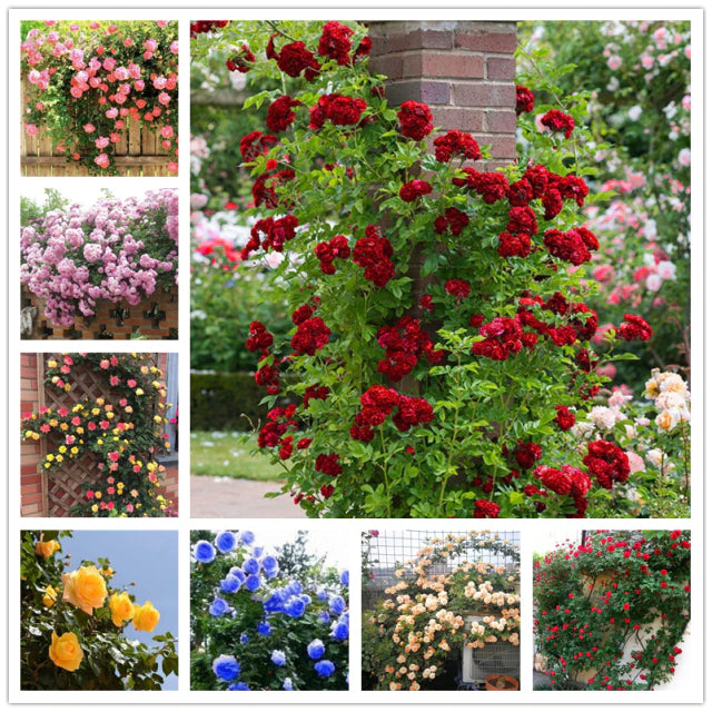 Rose " Mixed Climber " Exotic 20 Flower Seeds