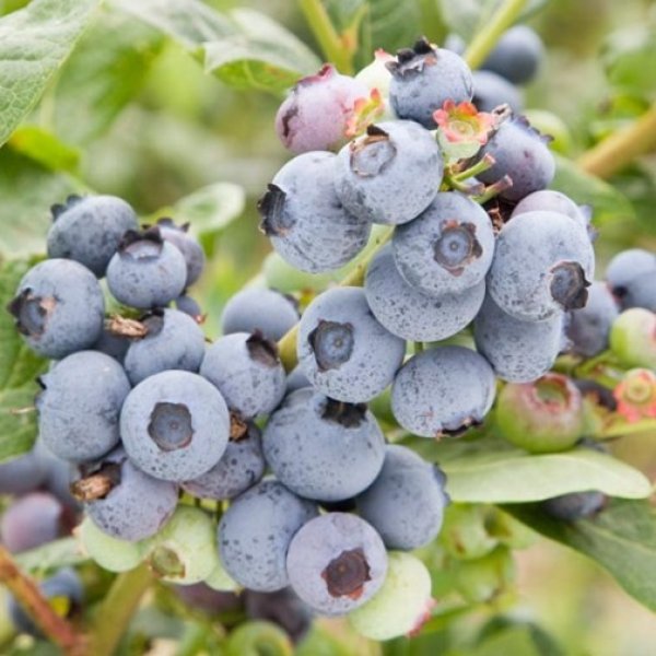 Blueberry 