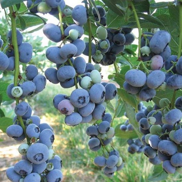 Blueberry 