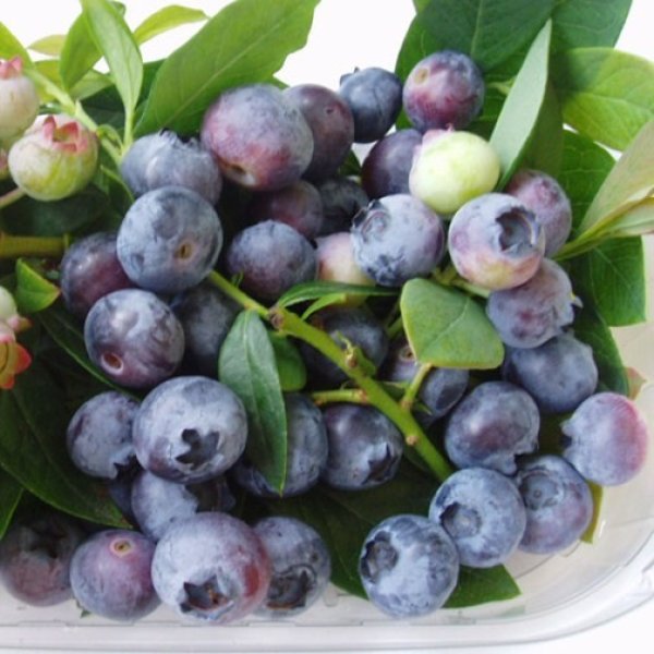 Blueberry 