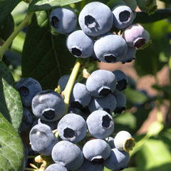 Blueberry 