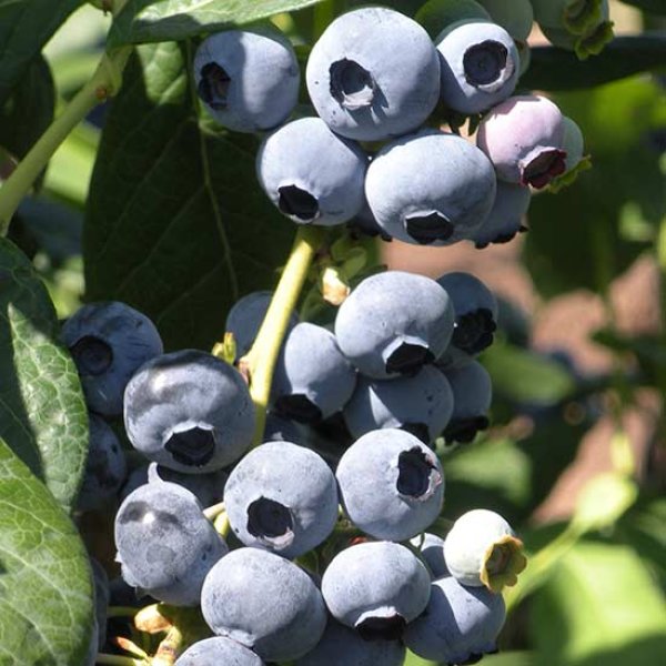 Blueberry 