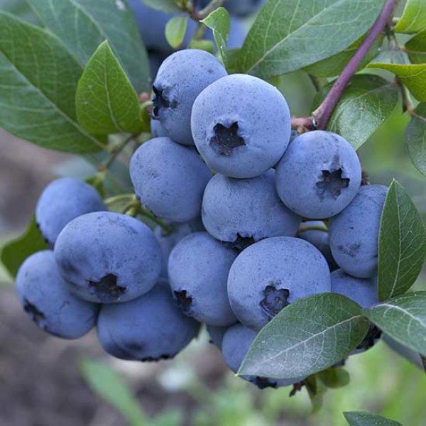 Blueberry 