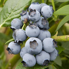Blueberry 