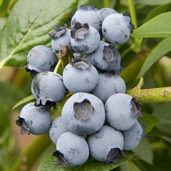 Blueberry " Brigitta  " Exotic 50 Fruit Seeds