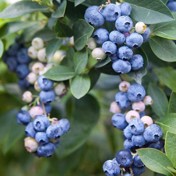 Blueberry 