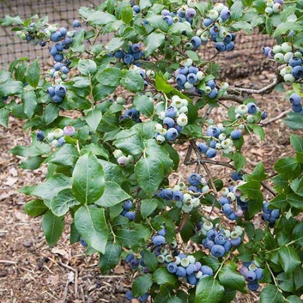 Blueberry 