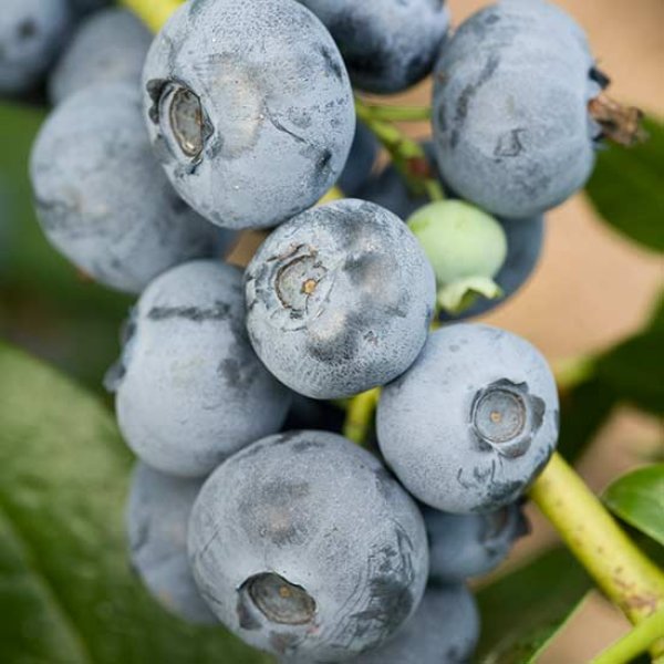 Blueberry 