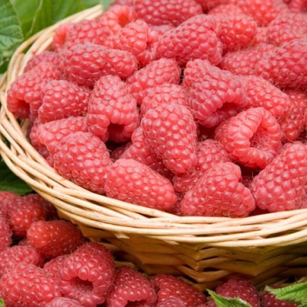 Raspberry " Tulameen  " Exotic 50 Fruit Seeds