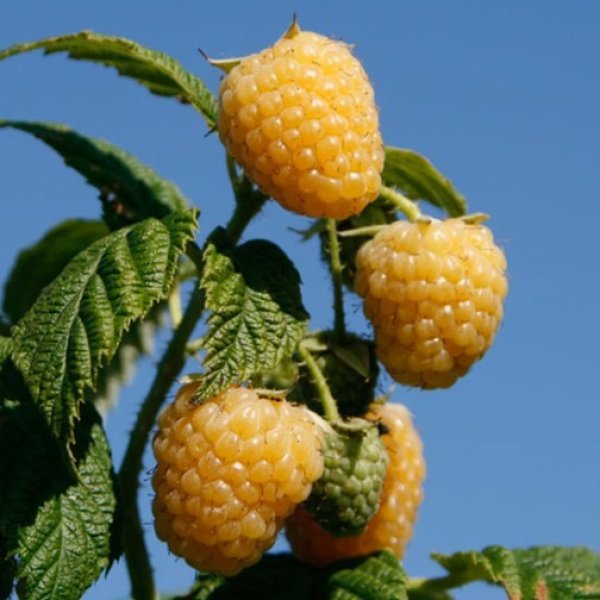 Raspberry 