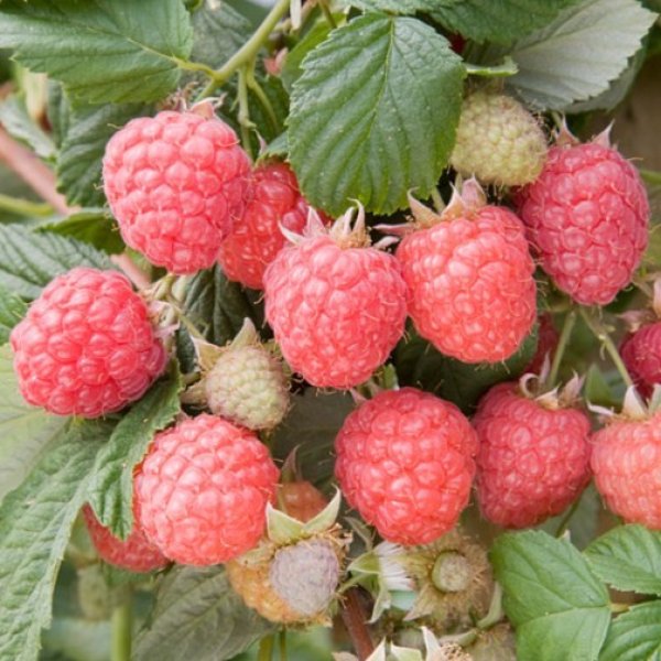 Raspberry