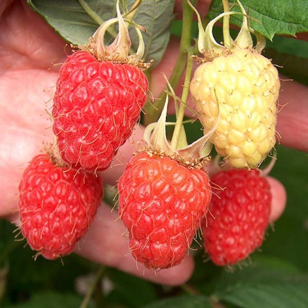 Raspberry " Malling Juno  " Exotic 50 Fruit Seeds