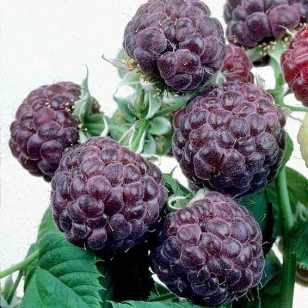 Raspberry 
