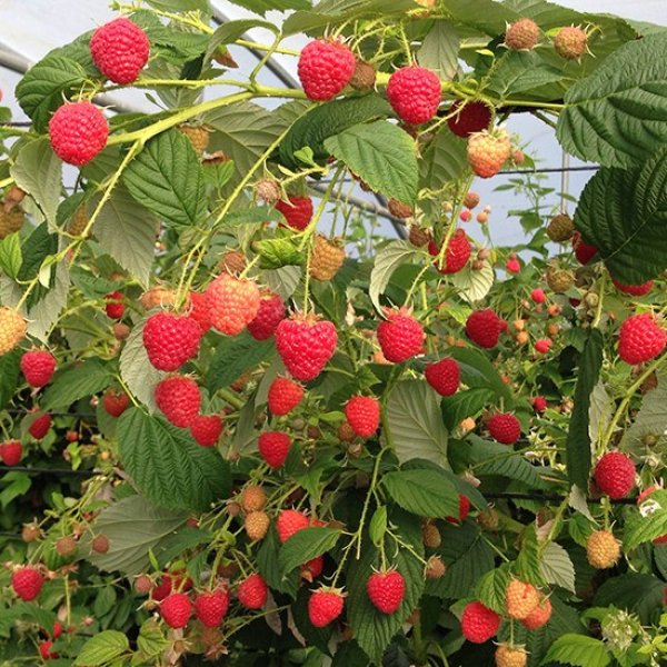 Raspberry 