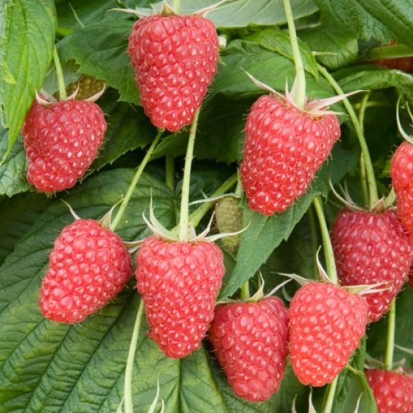 Raspberry 