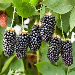 Blackberry 