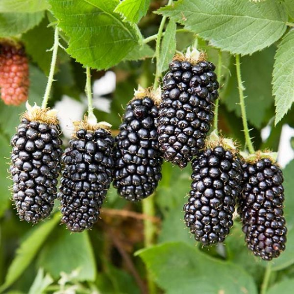 Blackberry 