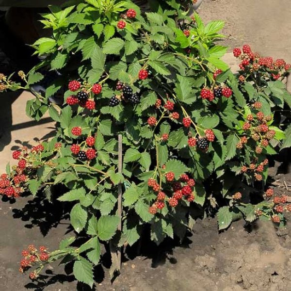 Blackberry " Tiny Black  " Exotic 50 Fruit Seeds