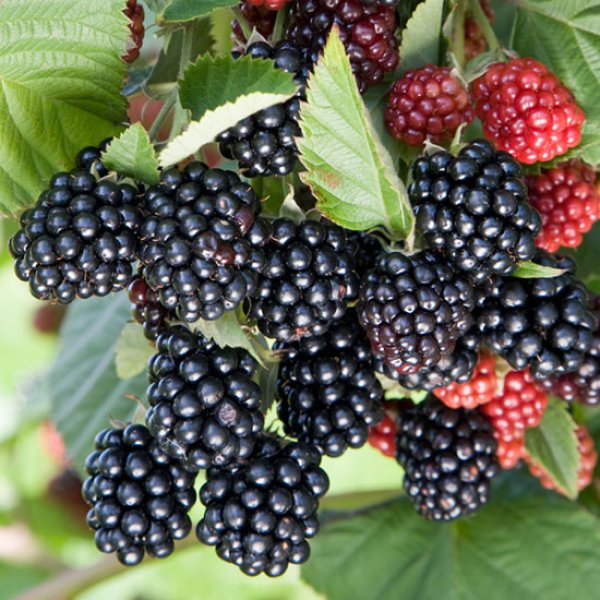 Blackberry 