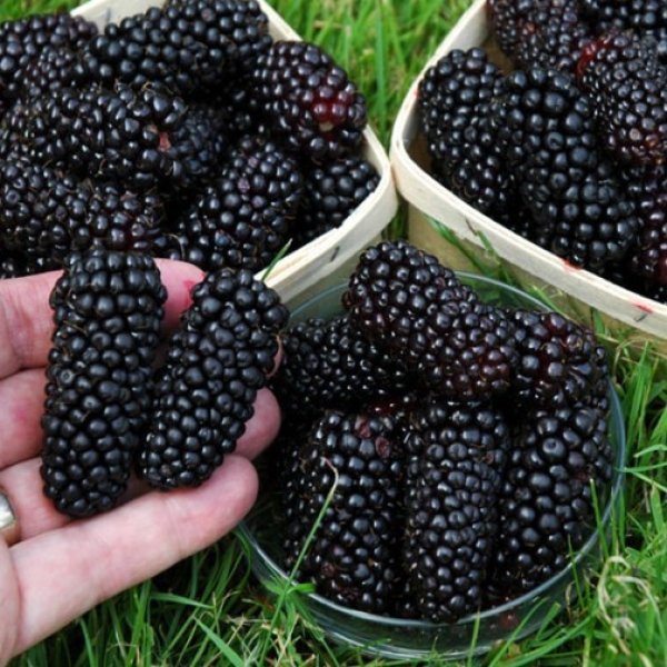 Blackberry 