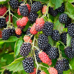 Blackberry 