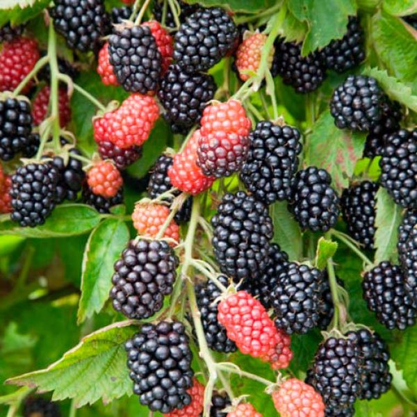 Blackberry 
