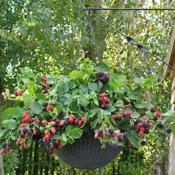 Blackberry 