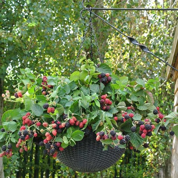 Blackberry " Black Cascade  " Exotic 50 Fruit Seeds