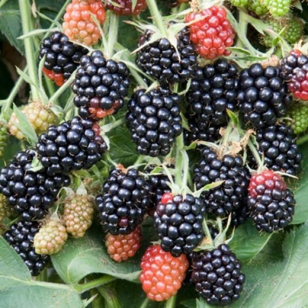 Blackberry 