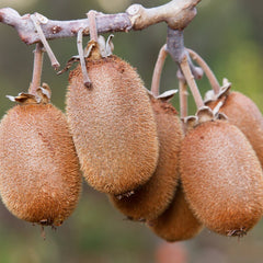 Kiwi 
