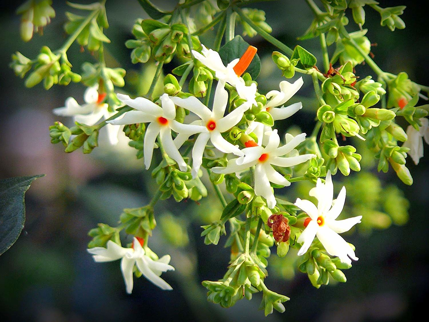 Coral Jasmine Flower Plant