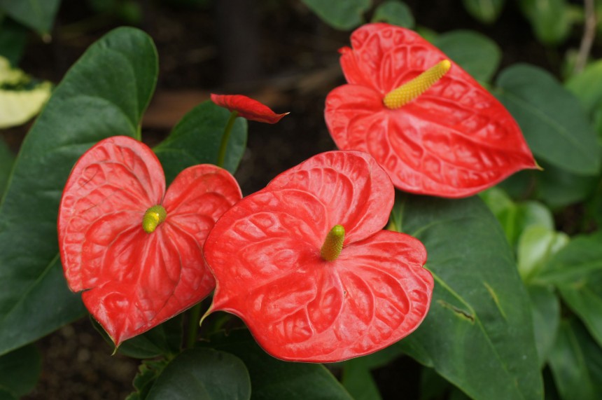 Anthurium Flower - Red - Flower Plant