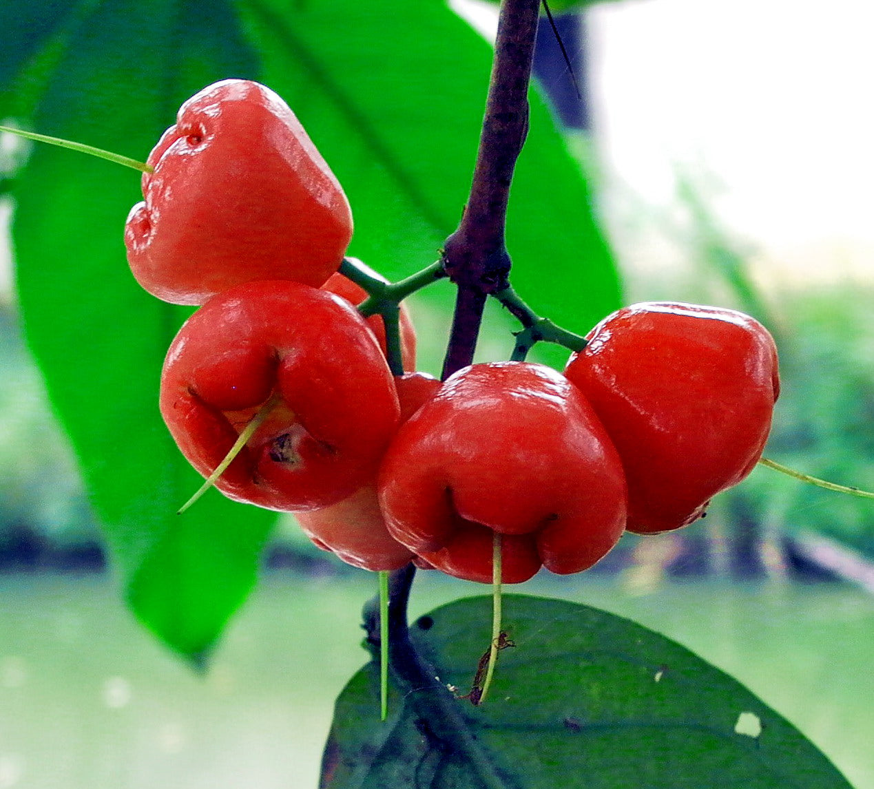 Rose Water Apple - Syzygium samarangense Fruit Plant