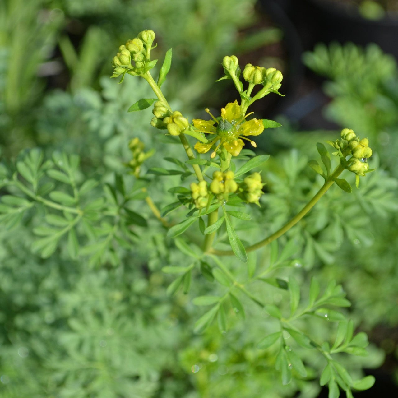 Arutha ( Ruta graveolens ) Medicinal Plant