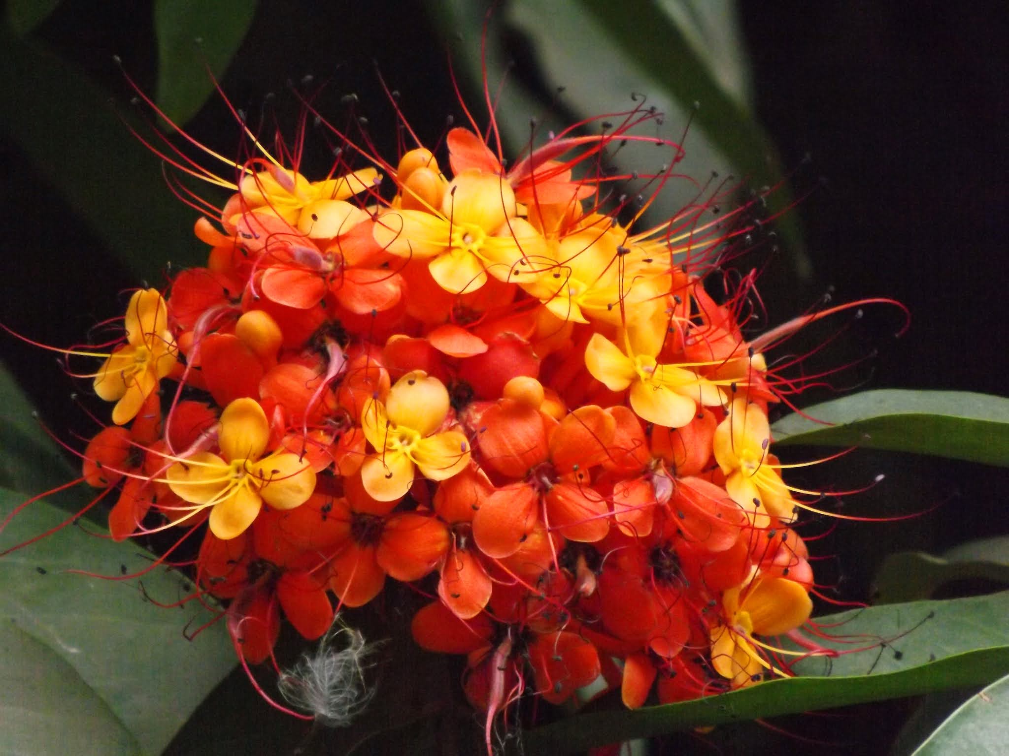 Ashokam ( Saraca asoca ) Medicinal Plant