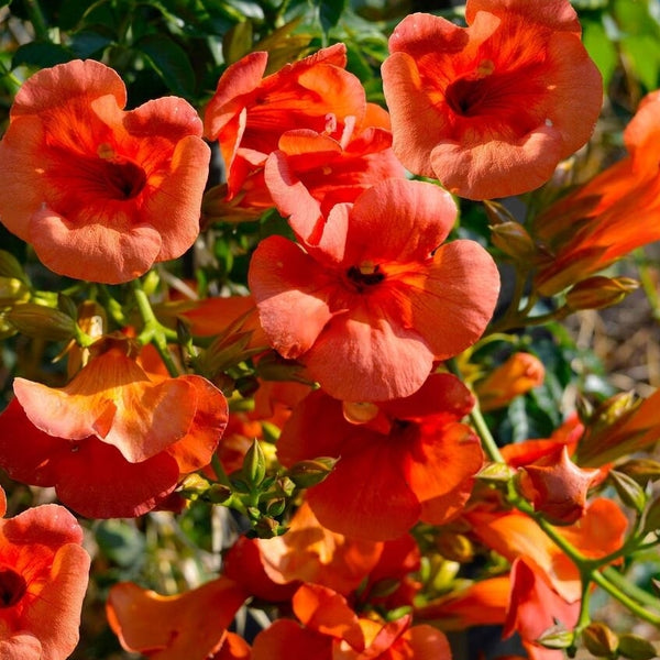 Allamanda Flower - Red - Flower Plant
