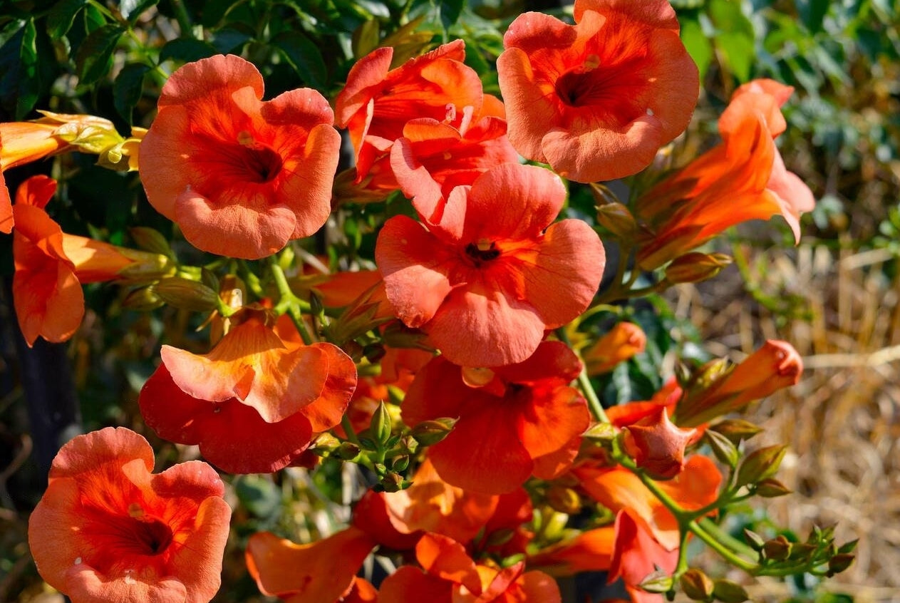 Allamanda Flower - Red - Flower Plant