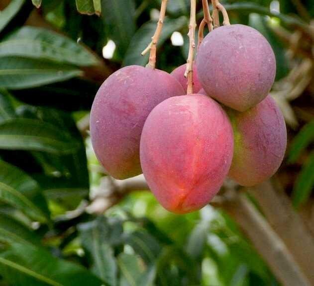 Mango - Thai Red - Fruit Plant